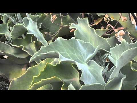 Plantas Cuyo Nombre Empieza Por La K Plantas