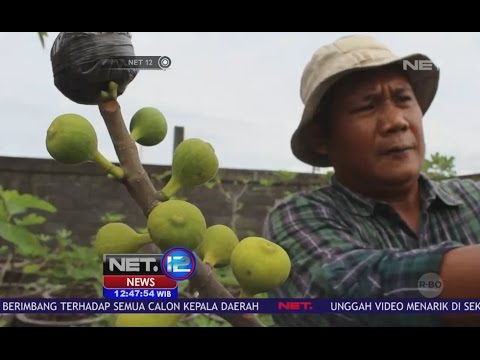Apa tanda-tanda impotensi pada pria Persiapan untuk potensi peningkatan forte