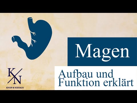 Verstehe die Anatomie und Physiologie des Magens [was Du unbedingt wissen musst!]