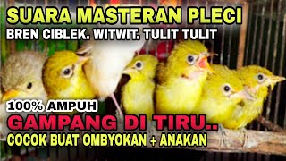 Download lagu MASTERAN PLECI BREN CIBLEK , WITWIT , TULIT TULIT || GAMPANG DI TIRU mp3