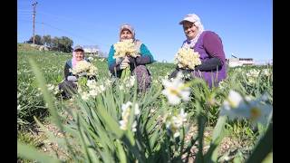 MERSİN BÜYÜKŞEHİR’İN NERGİS PROJESİ KIRSAL KALKINMAYA DESTEK OLUYOR