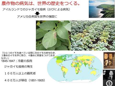 青枯病に対する環境調和型の持続性ある防除技術を開発する【農芸化学コース】農林海洋科学部