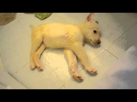5 weeks white german shepherd