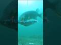 Video Thumbnail for Pike knew  something  was fishy  #shorts #icefishing #short