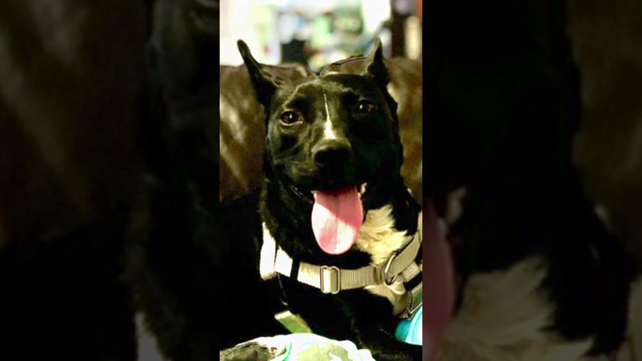 Enlarge Roo, a Adoptable mixed breed in Waynesville, NC video 2/5