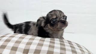 チワワ(ロング)の動画01