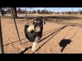 Miniature Schnauzer Dog In Swing Dogs Love Swings