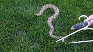 Removing the rattles off a Rattlesnake