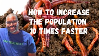 How To Make Your Red Wigglers Multiply Quickly!/ Red Wigglers