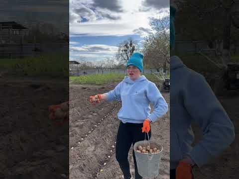 Посадка картоплі під наглядом поліції