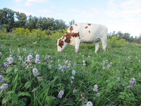 Wandeling door De Zaag #Krimpen aan de Lek #Krimpenerwaard