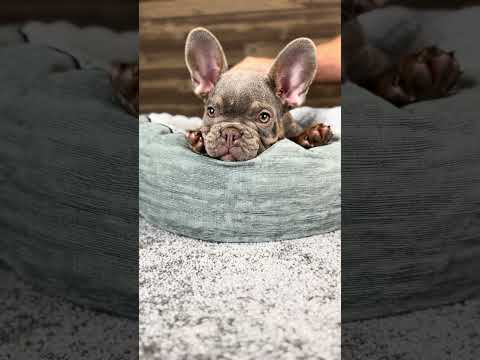 Video 2