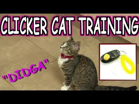 How to Clicker train your cat