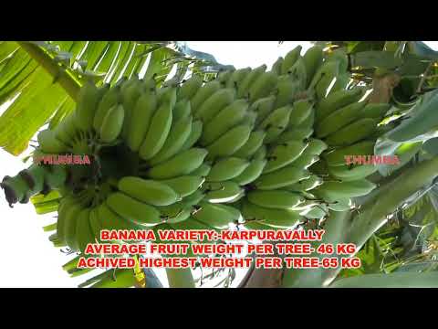 Raingun Irrigation in Banana Cultivation