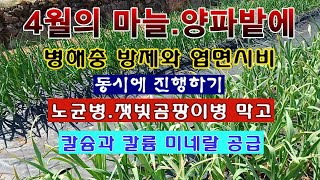 [텃밭농부 1,838]  4월의 마늘과 양파밭에 병충해 방제와 엽면시비를 동시에 하는 방법. #마늘재배 #양…