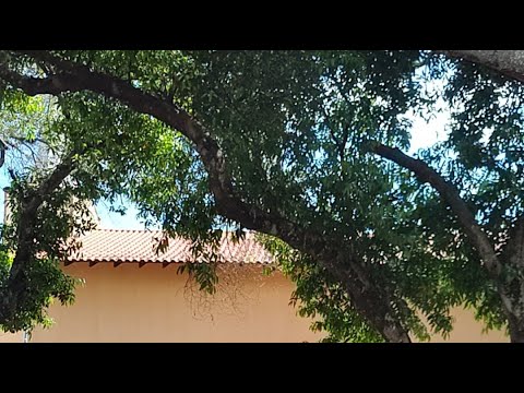 Live - Patrimônio São Benedito em Candido Mota SP