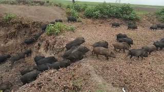 How bangladesh most modern automated pig farm work? | bangladesh Pig Farm | animal life | wild boar
