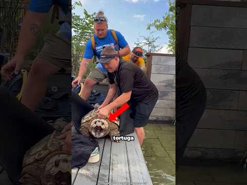 Esta tortuga tiene 100 años 😮 #shorts