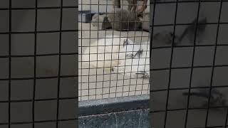 Download lagu Musang putih White Fox The Nice Park Bandung mp3