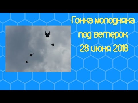 Гонка молодняка под ветерок 28 июня 2018