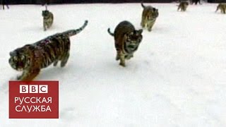 Смотреть онлайн Амурские тигры поймали летающий квадрокоптер