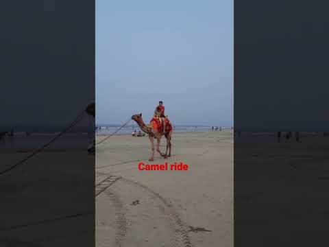camel ride #Diveagar #Beach #shorts