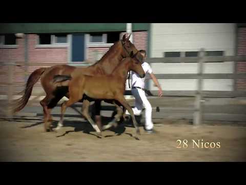 28 Nicos (For Emotion x Vitalis), hengst/colt, 24-4-2018, bruin, KWPN