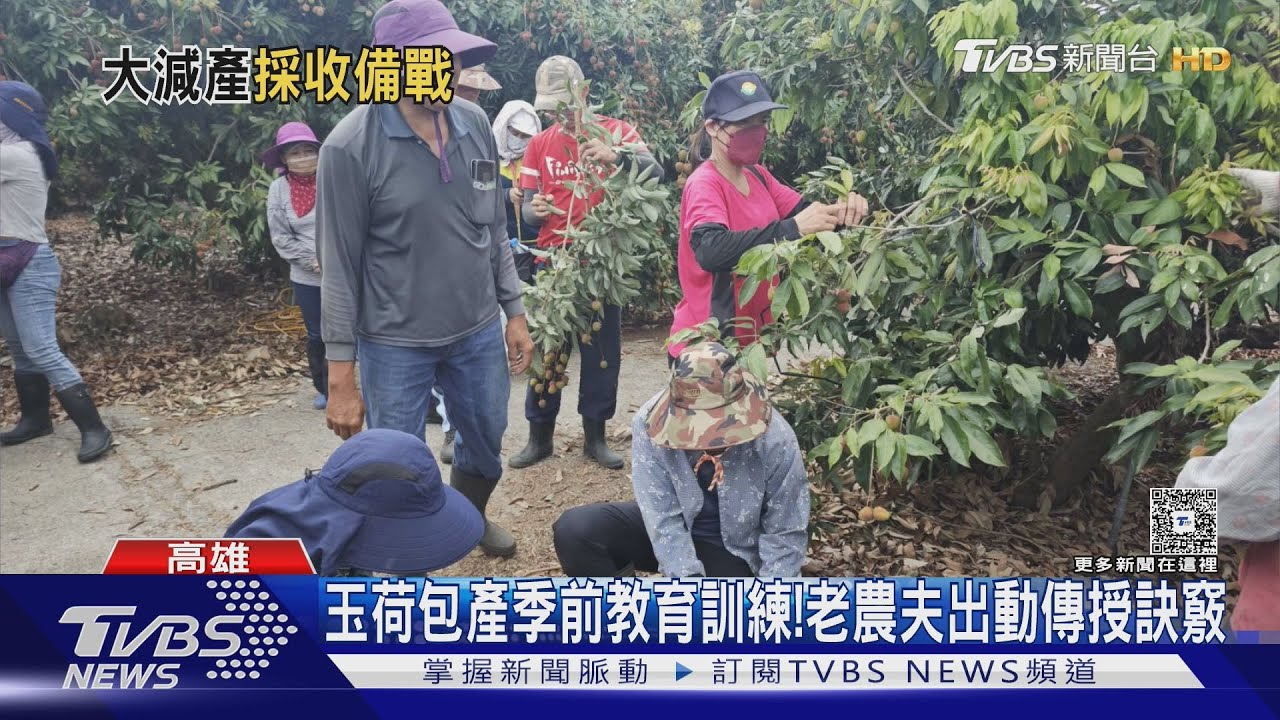 搶時間採收大樹玉荷包！產地徵「學員」　今年量少價高