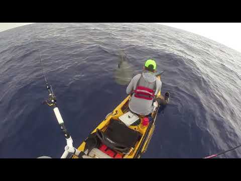 Original - Tiger Shark Bumps into Kayak while fishing in hawaii - Original Clip  #TigerSharkBUMP