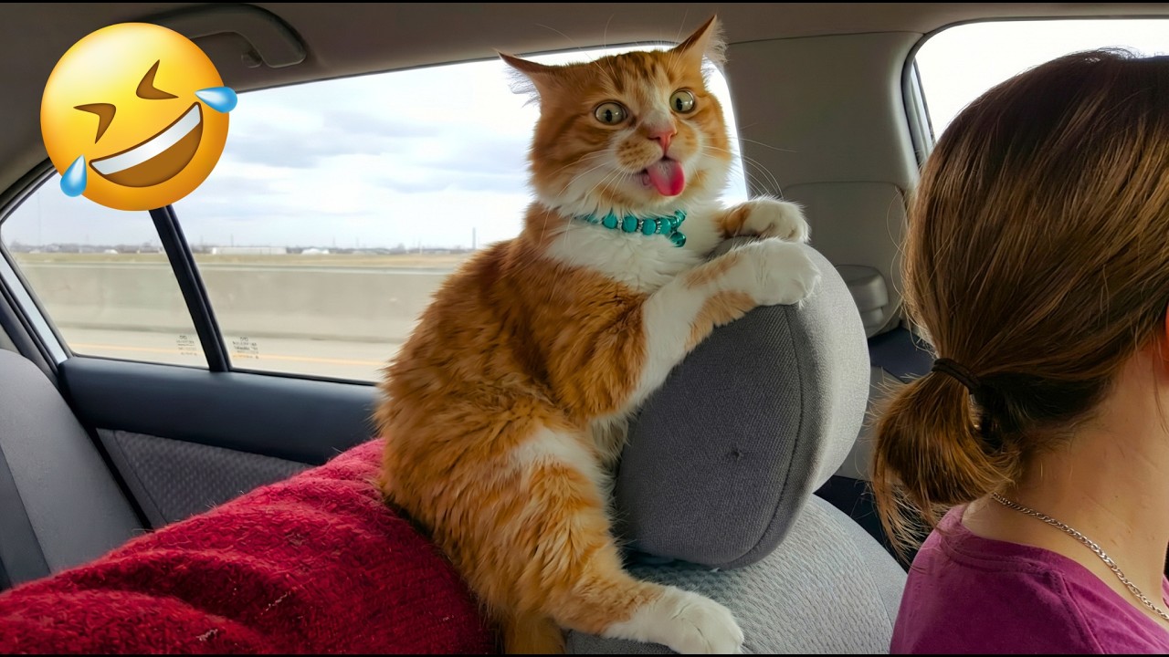 These Cats Broke the Internet 😹 Funniest Cat Moments Ever | Try Not To Laugh Challenge