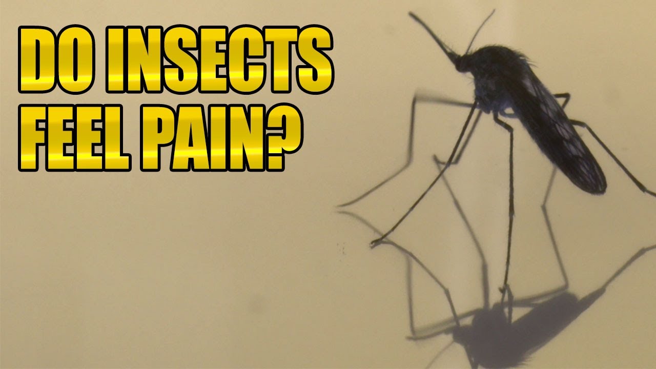 Do flies feel pain? Life Set Go