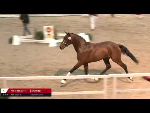 Kat. Nr. 9 Hengst v. For Romance I - Hotline *05.05.2023