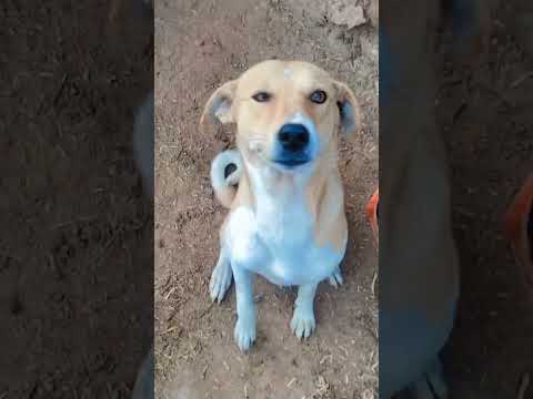 dogs lovers❤️❤️❤️❤️