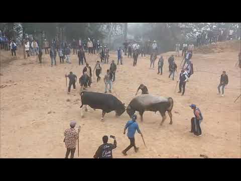 Peleas de Toros, 14 de setiembre Carpinteros - CHALACO - MORROPON - PIURA