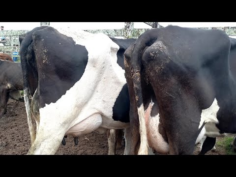 Feira das Vacas Leiteiras Capoeiras Pe.06/03/26