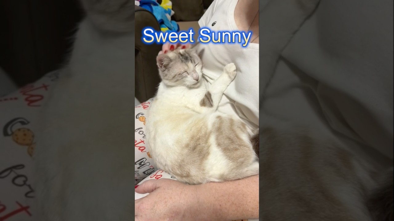 Enlarge Sunny, a Adoptable mixed breed in Waterford, CT video 6/6