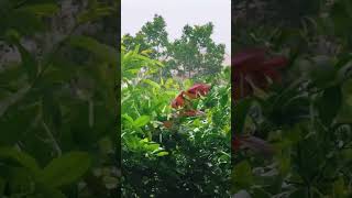 ⚡️Chegou a CHUVA PESADA ! ⚡️ #chuvaparadormir #rainsound #chuvapesada