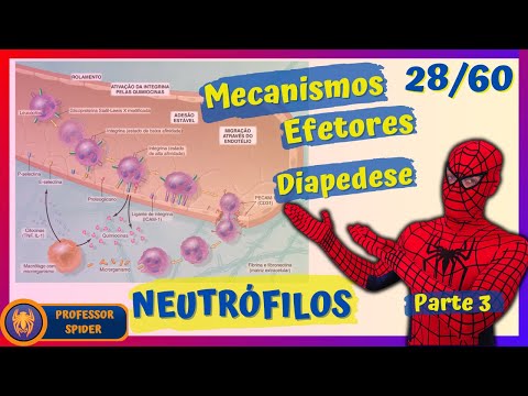 Aula Imunologia | Componentes do Sistema Imune | 28/60 | Neutrófilos: Mecanismos Efetores 1/5