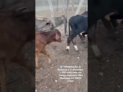 21 Bezerros e 13 Bezerras: 1.350 reais cada em Campo Redondo/ RN. Whatsapp 84 99810 2784*#gado