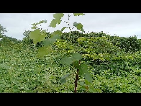 , title : 'Como Plantar mudas de uva, mudas feitas por estaquia.'