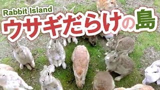 preview picture of video 'ウサギだらけの島―大久野島 Japan's Rabbit Island'