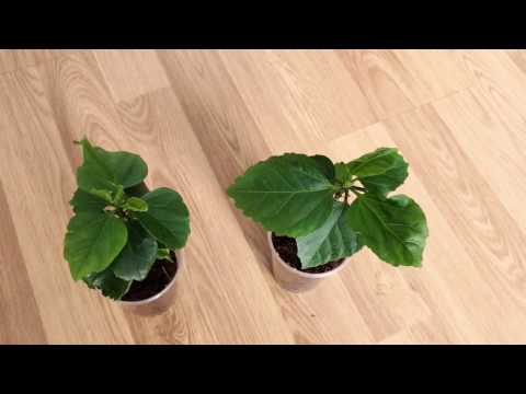 Hibiskus Stecklinge Teil 2 - angewurzelt