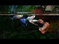 THE BEST FOOD FOR GUPPY FISH TO GET BIG QUICKLY