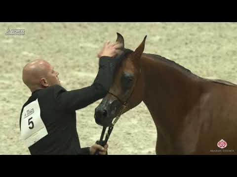 N 5 VILMA BV   Paris 2019   Yearling Fillies Class 1A