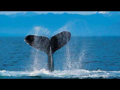 Sweet Flowerets of the Martyr Band  LW 188