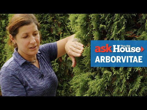 All About Arborvitaes | Ask This Old House