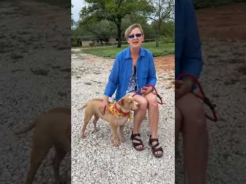 Max (Burnet, TX), an adoptable Shar-Pei & Terrier Mix in Austin, TX_image-1