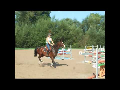 Cornet's Boy 7j. v. Cornets Stern  M platziert VB 10.000,- Euro