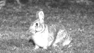 Rachel Jacobs - the bunny song