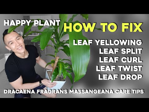 , title : 'Happy Plant | How to fix 5 common issues | Dracaena Fragrans Massangeana Corn/Dragon Plant Care Tips'